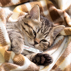 猫のインフルエンザ症状とは…