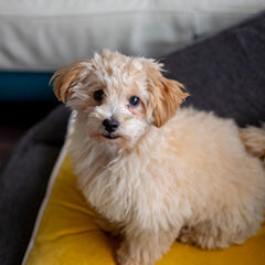 夜中に起きる・鳴く原因と解決法