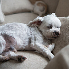 老犬が夜泣きする理由と対策