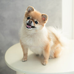 犬のしつけ、何から始める？