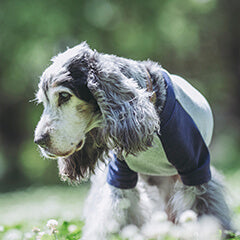 老犬・老猫は何歳から？