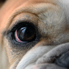 犬の目の充血は要注意？