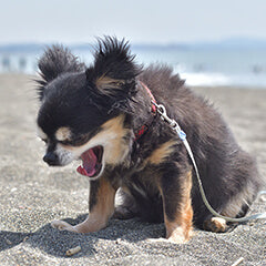 犬がくしゃみをするのはなぜ？