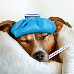 犬のインフルエンザ、大丈夫？