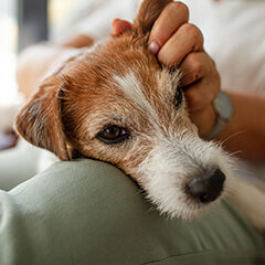 犬の認知症の初期症状