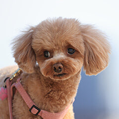 犬が震えるのはなぜ？