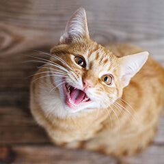 猫の鳴き声でわかる気持ち