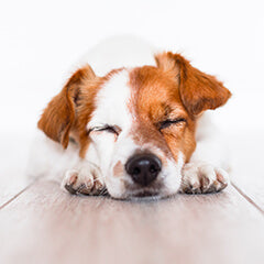 犬のベッド、正解はどれ？