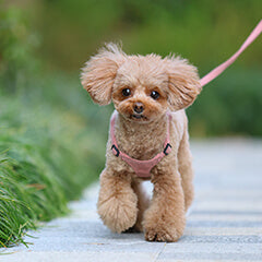 犬の散歩はどれくらい？