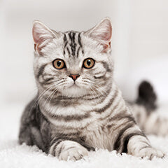 猫のしゃっくりは大丈夫？