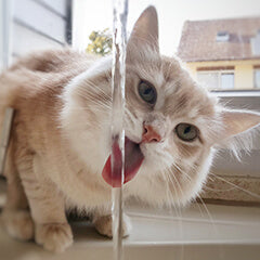 猫が水を飲まないのはなぜ？