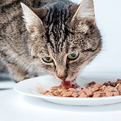 猫がご飯を食べない…