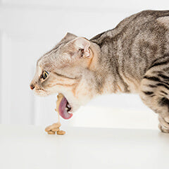 猫が吐くのはなぜ？