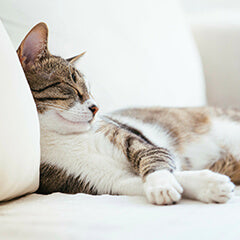 ぐっすり眠る子と眠れない子の違い