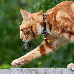 猫に散歩は必要？