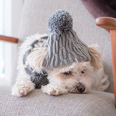 寒い冬のお留守番術