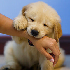 犬が噛むのはなぜ？理由と直し方