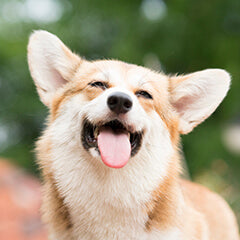 犬の鳴き声でわかる感情サイン