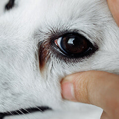 犬の涙やけを防ぐには？