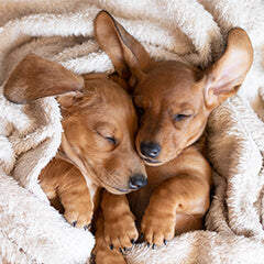 犬の睡眠の質を上げる方法