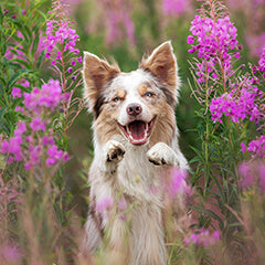 犬の春トラブルに要注意