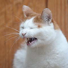 猫のくしゃみが止まらない原因と注意点