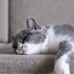 猫がぐっすり眠る工夫