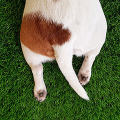 犬がしっぽを振る意味とは？