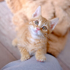 猫がふみふみするときの気持ち