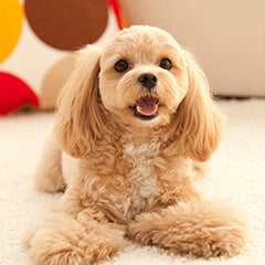 犬が家の中を走り回るのはなぜ？理由と落ち着かせるコツ