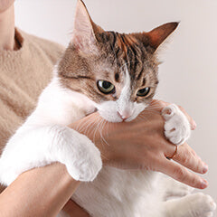 猫が急に噛む理由とは？