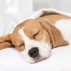 犬の眠りを整える習慣