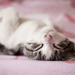 猫がぐっすり眠る寝床とは？