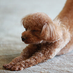 トイプードルが飼いやすいと言われる理由とは？人気の特徴を解説