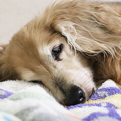 老犬の震えは病気のサイン？