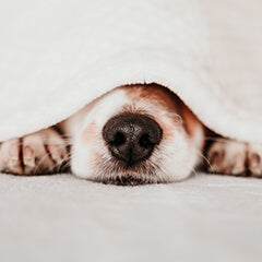 犬が寝る位置でわかる気持ち