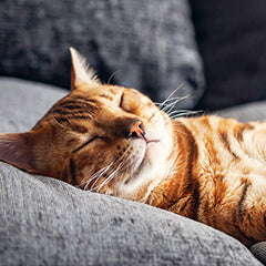 猫はどこで寝るのが好き？