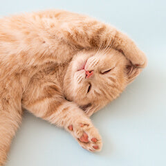 猫の種類と特徴ガイド