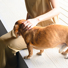 留守番が苦手な犬の対策