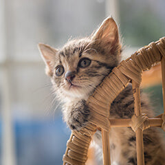 猫が鳴くのは寂しいから？