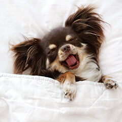 犬の睡眠時間、平均と目安