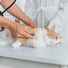 猫の健康診断、受けるタイミング