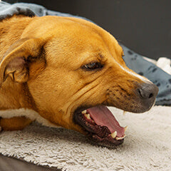 犬の咳は病気のサイン？