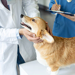 犬の健康診断｜頻度の目安は？