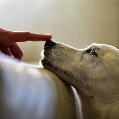 犬の鼻水と体調サインの見分け方