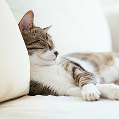 猫が鼻水を出すときの注意点