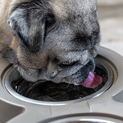 老犬が水をよく飲む理由は？