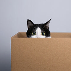 猫の拒否行動が増えた理由は？見直したい生活環境と接し方