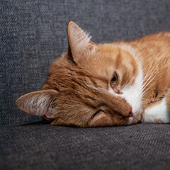 猫が元気ないと感じたら