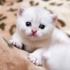 猫の涙と目のトラブル